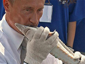 Владимир Путин целует осетра. Фото с сайта www.pk.kiev.ua