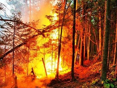 Забайкалье, лесной пожар, авг. 2015 г. Фото: facebook.com/zabaikpark