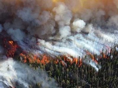 Лесные пожары. Фото: pronedra.ru