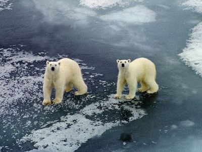 Белые медведи на Новой Земле. Фото: Лев Федосеев/ТАСС